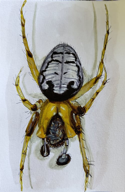 Zygiella x-notata