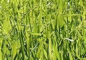 Sweetgrass   Frø   Hierochloe odorata billede 2