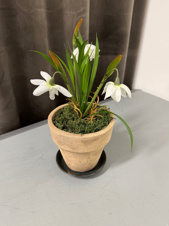 Rensdyr mos  billede 4