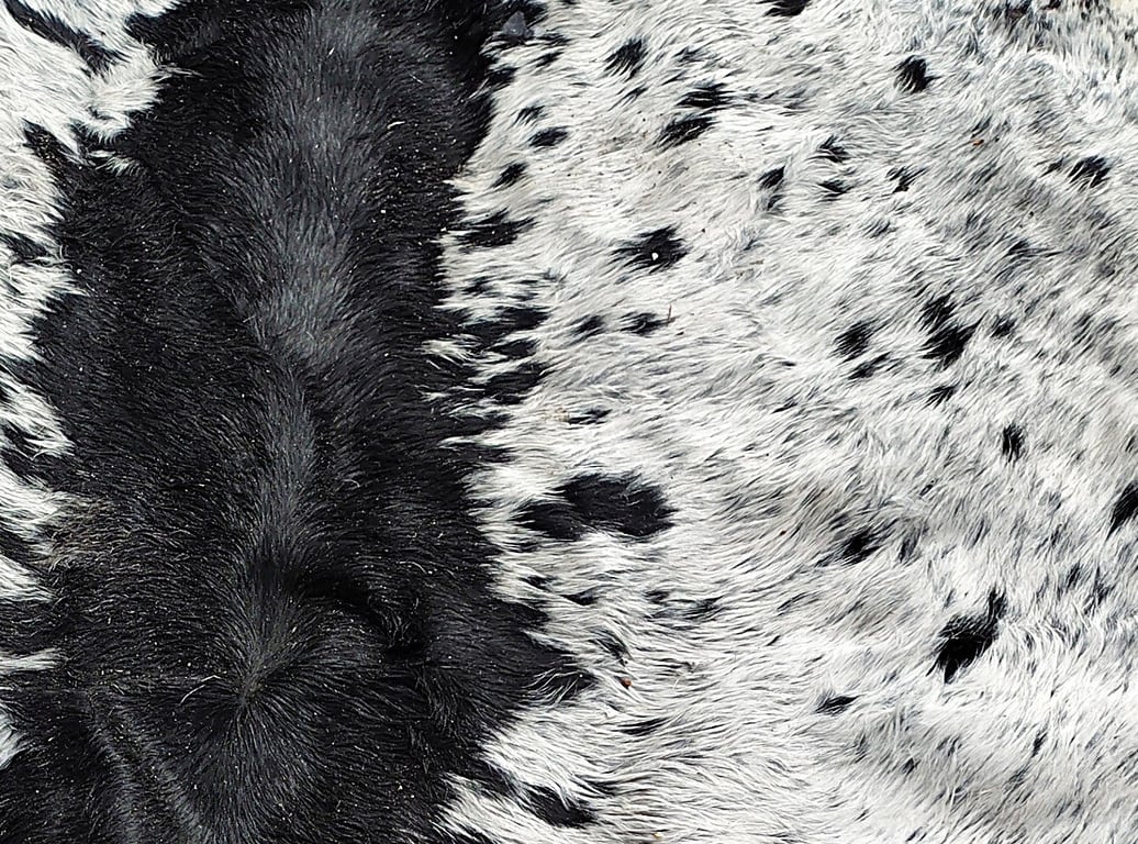 Kæmpe Bøffelskin  55 Tommer med hår billede 2