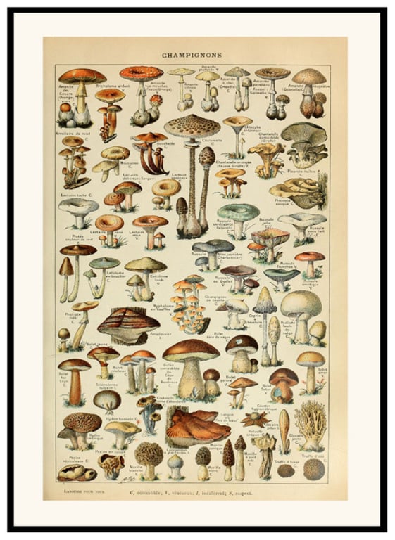 Plakat - Svampe  billede 3