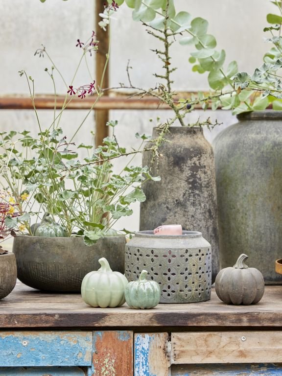 Flere keramikkrukker med forskellige planter og små dekorative græskar stående på et rustikt træbord med patineret blå maling.