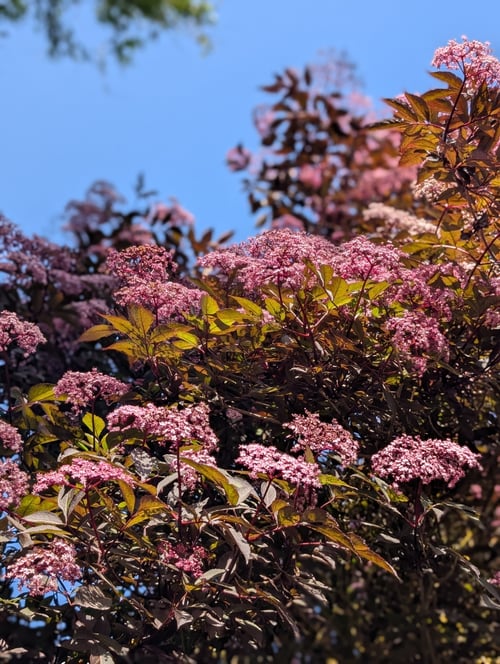 Rød hyld, 25% vol., årgang 2025 (4)