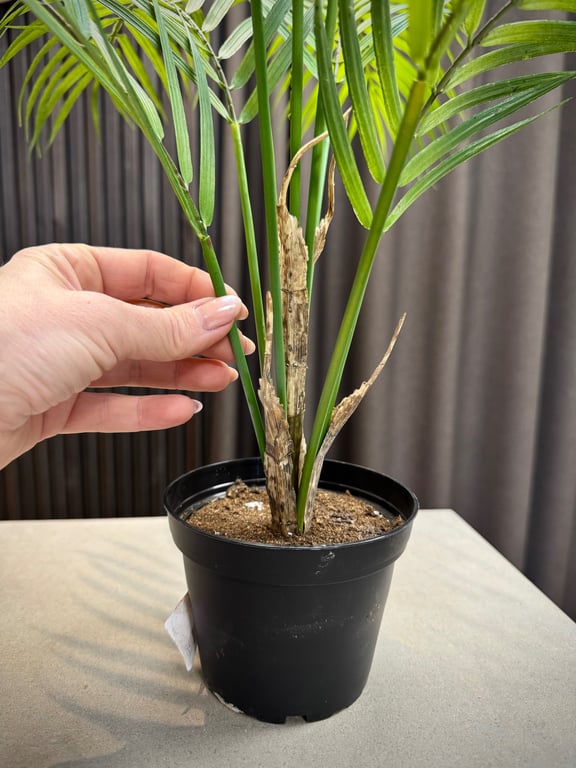 Palme plante  billede 4