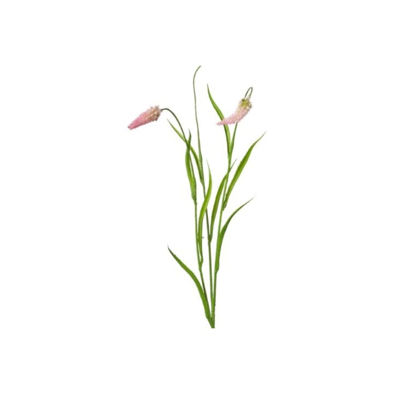 En gren med lange, smalle grønne blade og to lyserøde, kegleformede blomster mod en hvid baggrund.