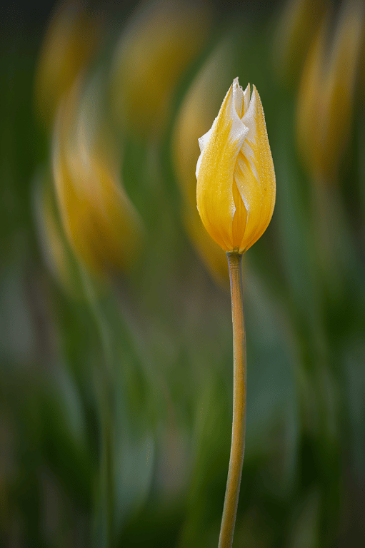 Bølgende tulipaner en smuk forårsmorgen