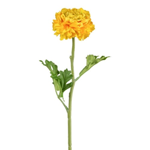 Gul morgenfrue blomst med grøn stilk og blade mod hvid baggrund. (1)