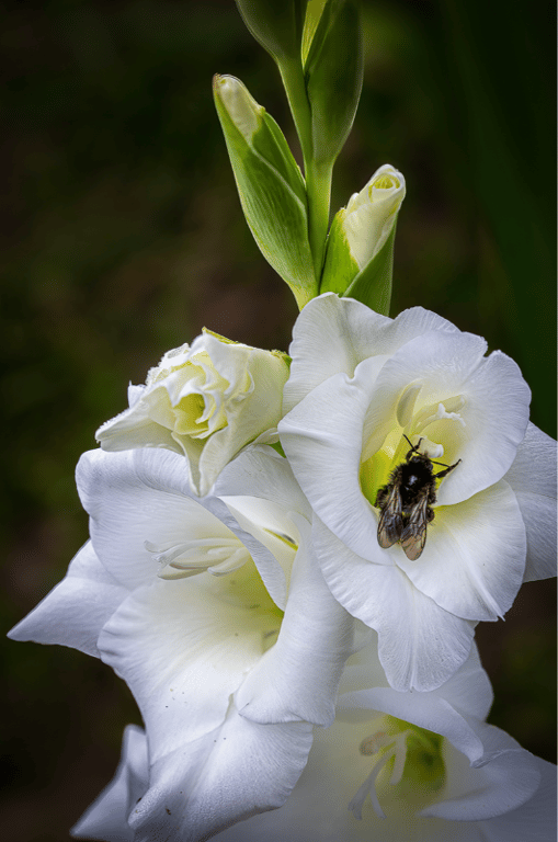 En smuk hvid Gladiolus med en lille gæst, taget en tidlig sommermorgen