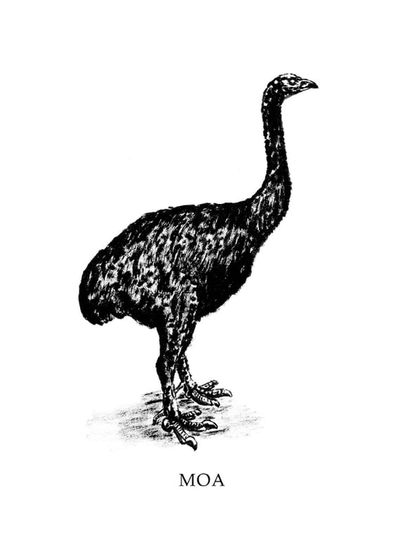 Moa
