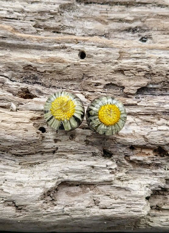 Tusindfryd ørestikker.