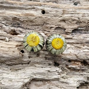 Tusindfryd ørestikker. – produktbillede