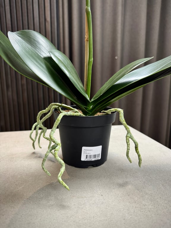 Orkidé hvid stor  billede 4