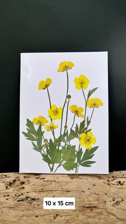 Smørblomst kort.