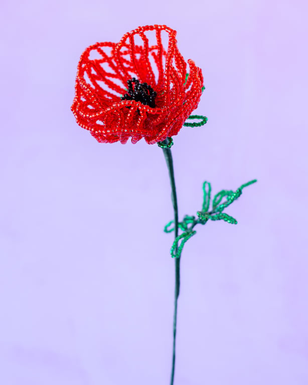 Rød valmue perleblomst