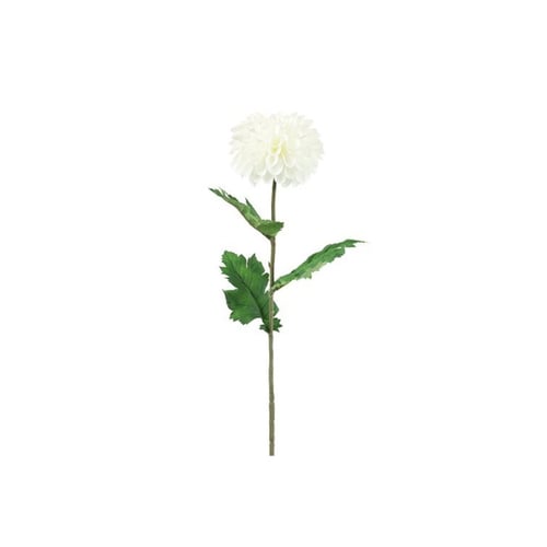 Dahlia Hvid