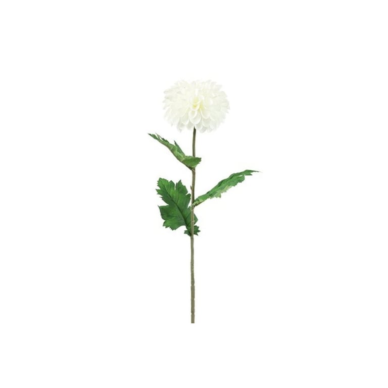 En enkelt stilk med en hvid dahlia blomst og grønne blade på hvid baggrund.