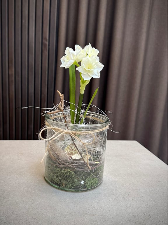 Narcisse i glas hvid lille 