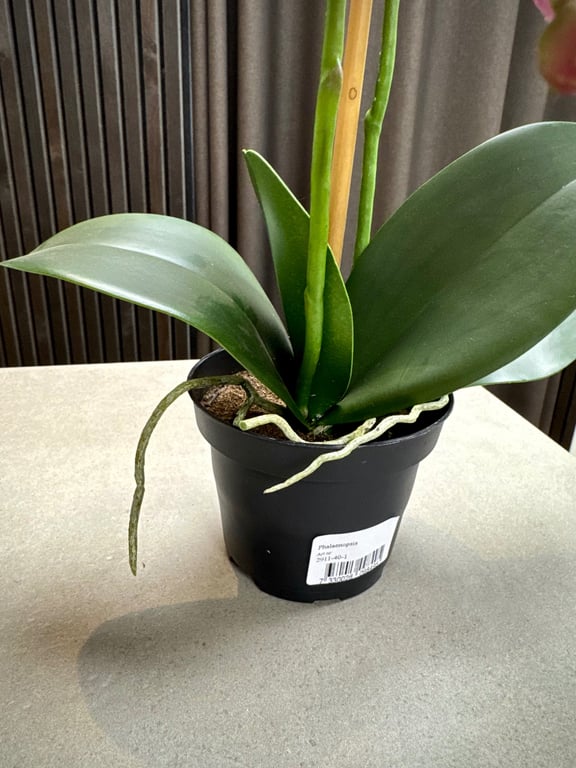 Orkidé pink lille billede 3