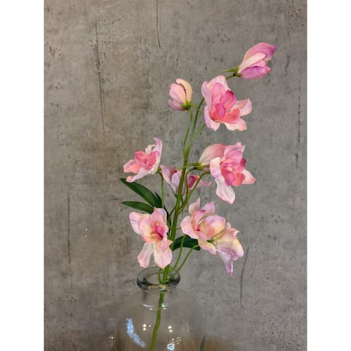 Ridderspore rosa (2)