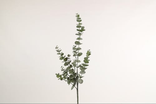 Eucalypthus gren