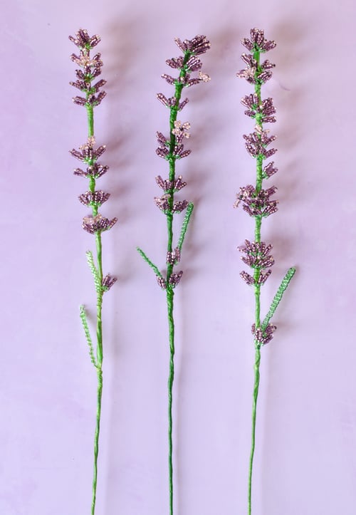 Lavendel perleblomst