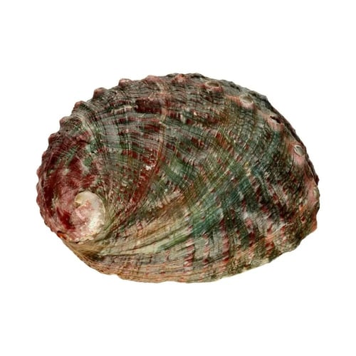 Stor skruet abalone-skal (3)